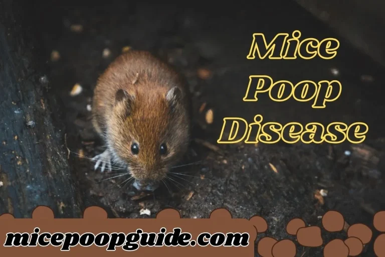 Dangers linked to mice droppings letsrun
