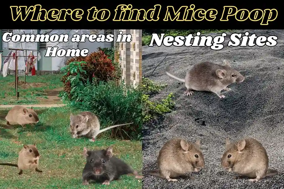 What Does Mice Poop Look Like 3 Where to find Mice Poop