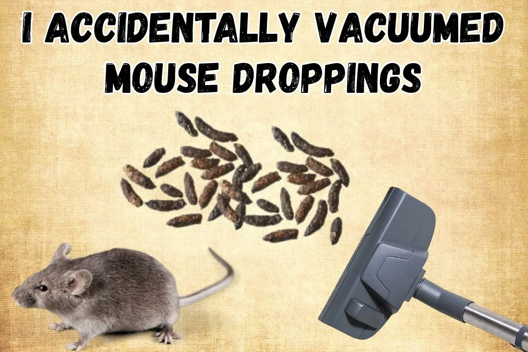I Accidentally Vacuumed Mouse Droppings